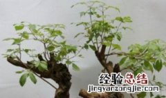 黄荆树过冬方法有哪些 黄荆树过冬方法有哪些呢