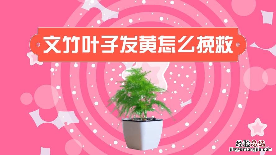 文竹枝干发黄能救活吗