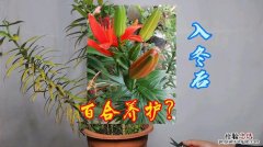 百合开完花后怎么修剪