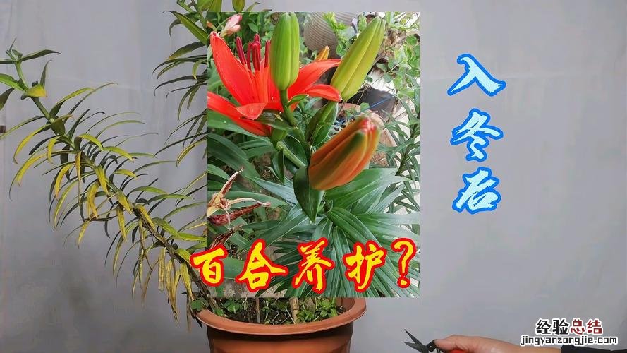 百合开完花后怎么修剪