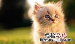 猫怎么托运 托运猫方法