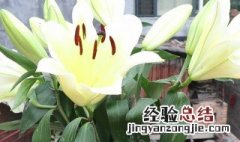 夜合花好养吗 夜合花怎么养