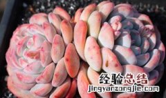 橙梦露多肉的养殖方法图解 橙梦露多肉的养殖方法