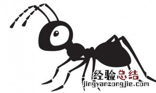 蚂蚁怎么灭 蚂蚁怎么灭最快最有效