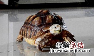 龟的饲养方法 乌龟怎么养