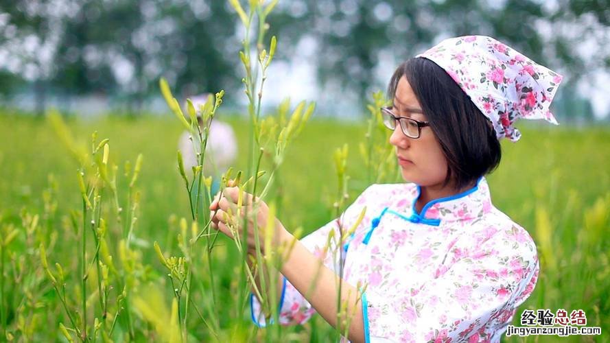 黄花菜常见的品种有哪些