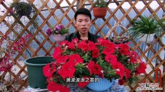 矮牵牛怎么养