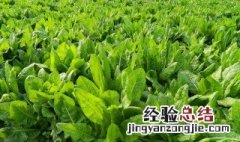 菊苣储存方法 菊苣怎么储存