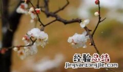 地栽龙游梅花养殖方法 地栽龙游梅花养殖方法视频