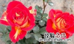 怎么区分干玫瑰花和干月季花 如何区分干的玫瑰花和月季花