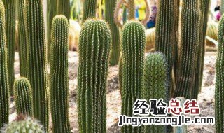仙人指的修剪方法 仙人棒修剪方法