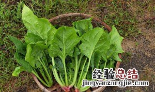 菠菜里的细沙清洗方法 菠菜里的细沙清洗方法有哪些