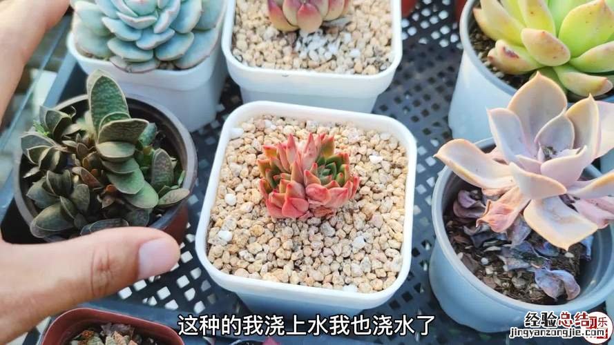 春季多肉植物怎么浇水