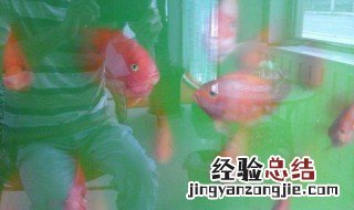 高锰酸钾给鱼消毒方法 高锰酸钾给鱼消毒正确的用法