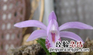 独蒜花的养殖方法 独蒜怎么繁殖