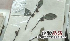 植物标本的采集的方法 植物标本的采集的方法有哪些