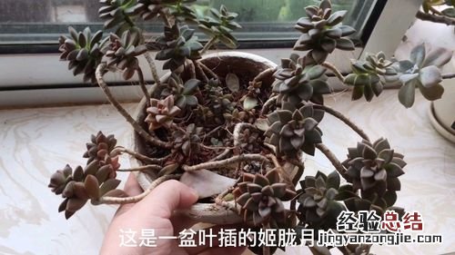 姬胧月怎么浇水,这么浇立刻让你惊艳!