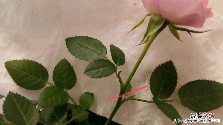 玫瑰花怎么养水里才开花