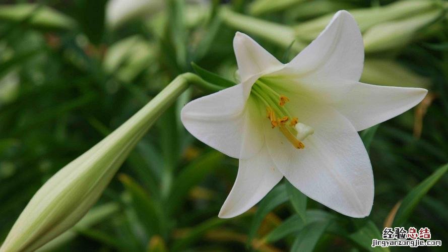 冬季卧室里养什么花比较好?这些花杀菌又除尘!