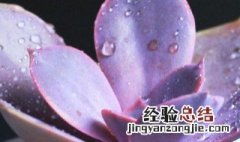 多肉丁香种植方法 多肉丁香种植方法步骤