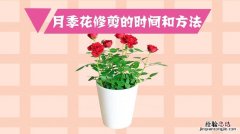 月季花怎么养，怎么修剪