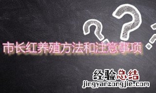 市长红兰花的养殖方法和注意事项