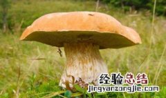 快速采蘑菇的方法 怎么快速采蘑菇