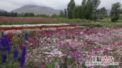 常夏石竹的种植方法，这样种开花更艳