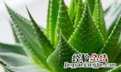 新鲜芦荟怎么保存 储存芦荟方法介绍