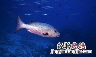 鲷鱼的养殖方法和注意事项 鲷鱼的养殖技术