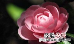 鲜花怎么保存时间长点 保存鲜花方法