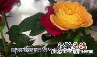 家庭玫瑰花种植方法视频 家庭玫瑰花种植方法