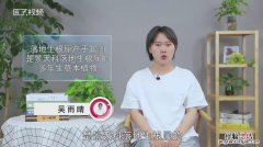 落地生根叶缘发红发黑是怎么回事