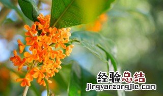 桂花移盆后的养殖方法和注意事项视频 桂花移盆后的养殖方法和注意事项