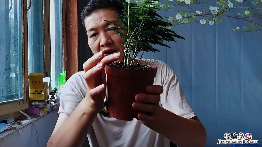 文竹与云竹哪个好养