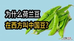 荷兰豆在荷兰叫什么