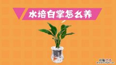 水培植物养大后怎么办