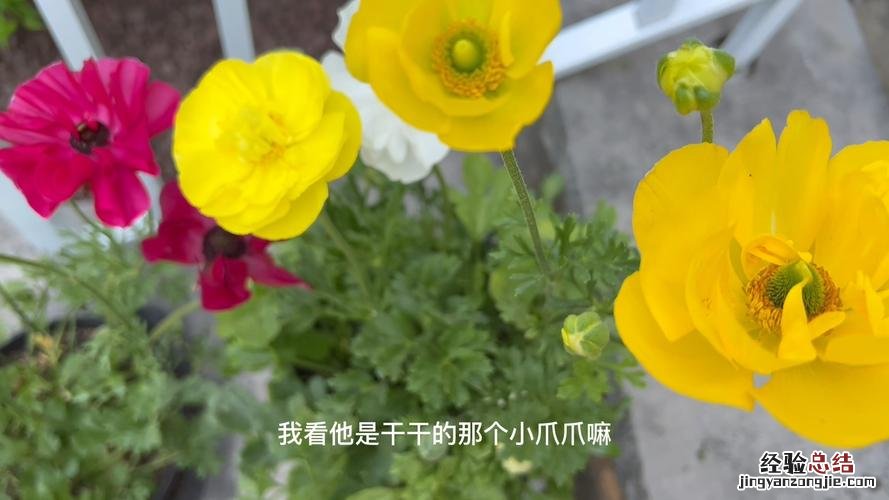 花毛茛的四季养护方法