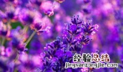 干花发霉了该怎么拯救 怎么拯救发霉干花呢