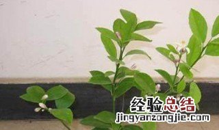 柠檬皇后植物 柠檬皇后养殖方法和注意事项