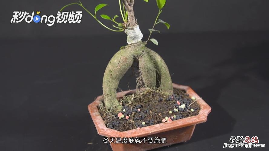 榕树怎么养才能长得快