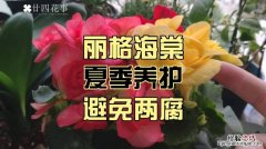 丽格海棠根黑了怎么办