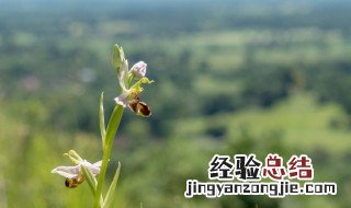 下山兰花的养殖方法和注意事项图片 下山兰花的养殖方法和注意事项