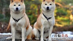 日本秋田犬怎么养