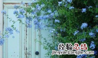 蓝色蔷薇是什么意思 蓝色蔷薇介绍