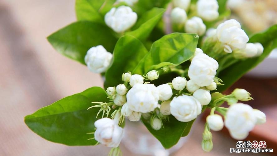 有助睡眠、除甲醛的植物推荐 卧室放什么花最好健康