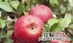 苹果几月份会上市 苹果几月份会上市新品