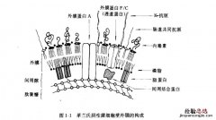 细胞壁组成成分是什么