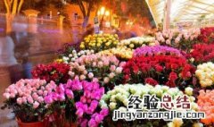 什么花一年四季都开? 什么花一年四季都开哪些