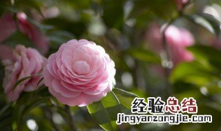 插花基础六法是什么 插花6法